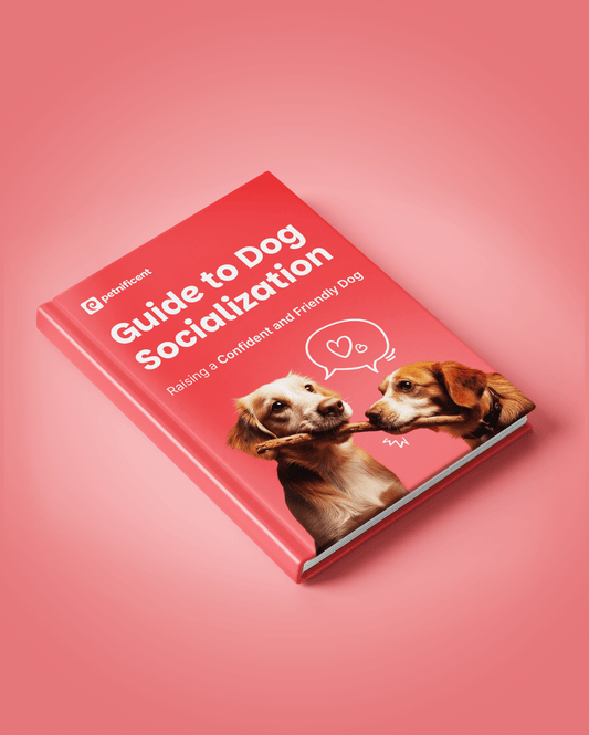 Guide to Dog Socialization