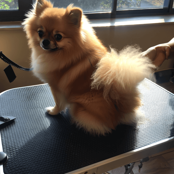Ollie