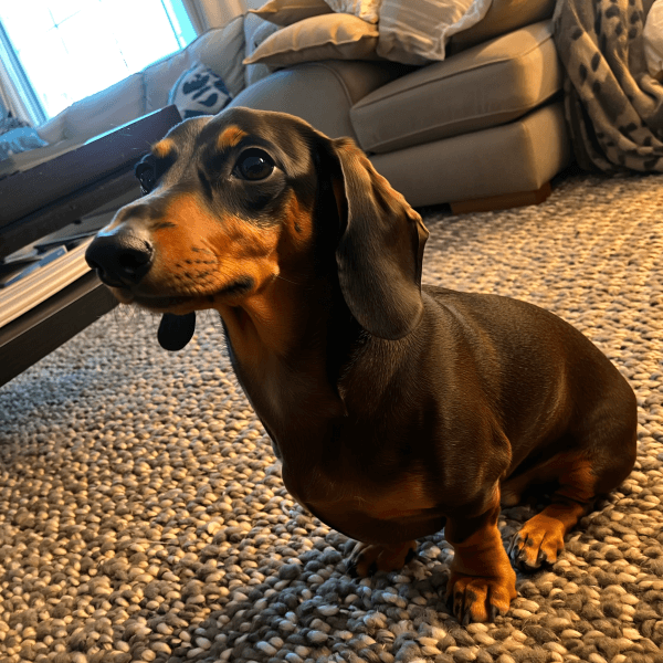 Finn