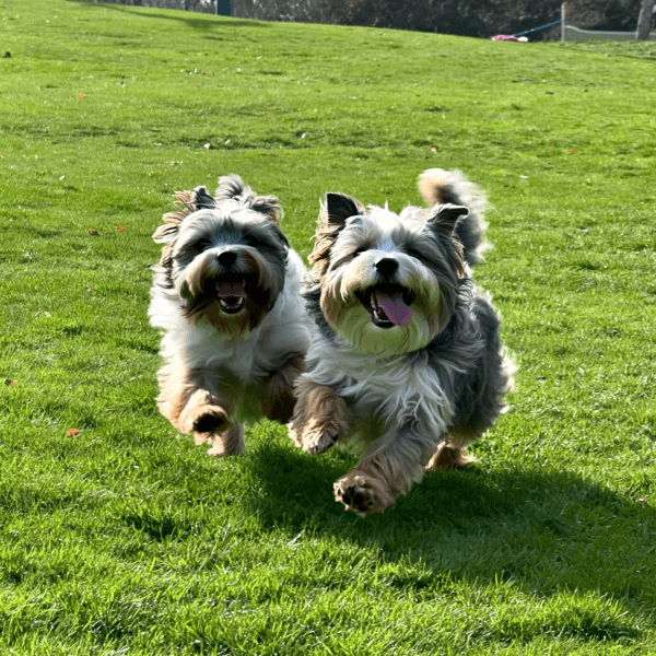 Finley & Zara