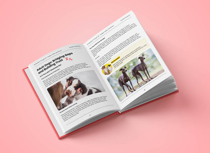 Guide to Dog Socialization