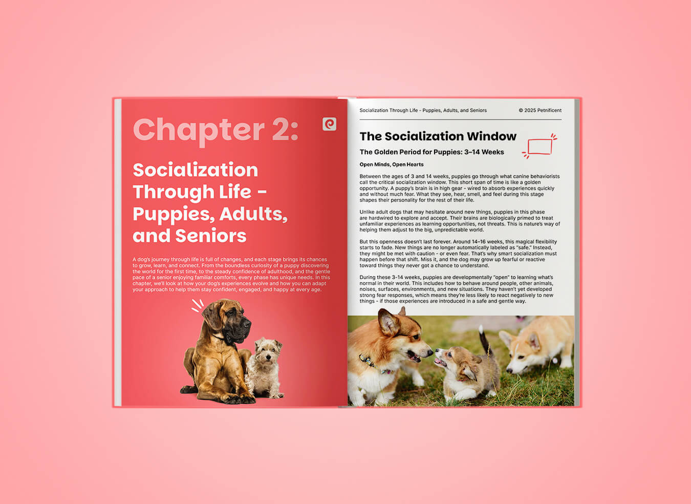 Guide to Dog Socialization