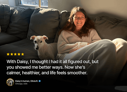 Dealing with Dog Separation Anxiety