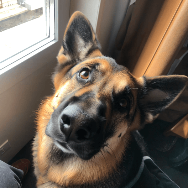 Nala