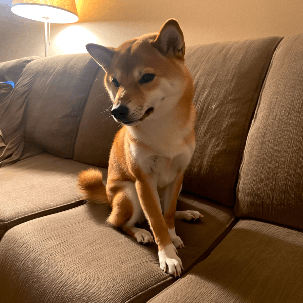 Miso