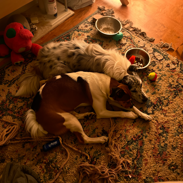 Rocky & Maple